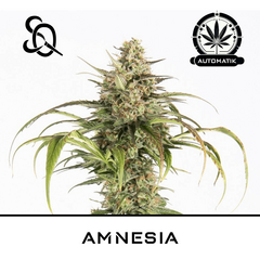 Product_Amnesia Auto_Cannadusa_Marketplace_Buy