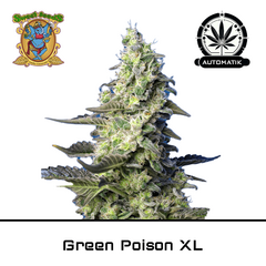 Product_Auto Green Poison XL – Sweet Seeds_Cannadusa_Marketplace_Buy
