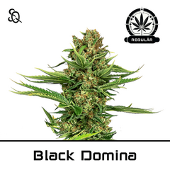 Product_Black Domina Regulär_Cannadusa_Marketplace_Buy