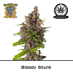 Product_Auto Bloody Skunk – Sweet Seeds_Cannadusa_Marketplace_Buy