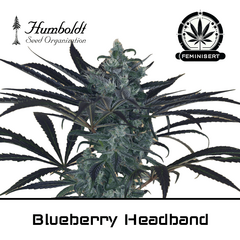 Product_Blueberry Headband - Humboldt Seeds_Cannadusa_Marketplace_Buy