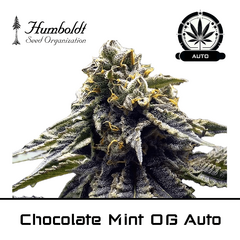 Product_Chocolate Mint OG Auto - Humboldt Seeds_Cannadusa_Marketplace_Buy