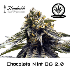 Product_Chocolate Mint OG 2.0 - Humboldt Seeds_Cannadusa_Marketplace_Buy
