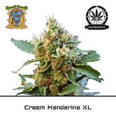 Product_Auto Cream Mandarine XL - Sweet Seeds_Cannadusa_Marketplace_Buy