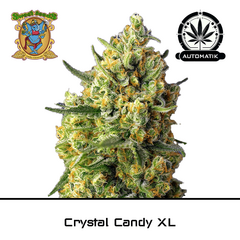 Product_Auto Crystal Candy XL – Sweet Seeds_Cannadusa_Marketplace_Buy