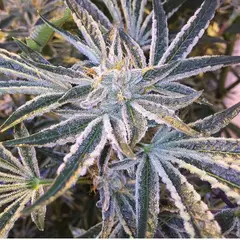 Product_The Cali Connection Fruit Tree_Cannadusa_Marketplace_Buy