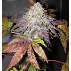 Product_The Cali Connection Fruit Cup_Cannadusa_Marketplace_Buy