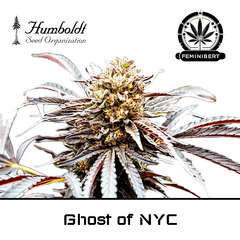 Product_Ghost of NYC - Humboldt Seeds_Cannadusa_Marketplace_Buy