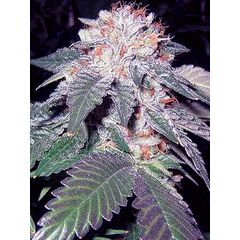 Product_The Cali Connection Julius Caesar_Cannadusa_Marketplace_Buy