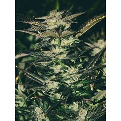 Product_The Cali Connection Jupiter OG Kush_Cannadusa_Marketplace_Buy