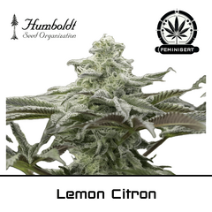 Product_Lemon Citron - Humboldt Seeds_Cannadusa_Marketplace_Buy