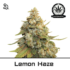 Product_Automatik Lemon Haze_Cannadusa_Marketplace_Buy
