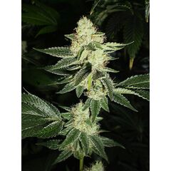 Product_The Cali Connection Louis XIII OG_Cannadusa_Marketplace_Buy