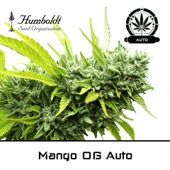 Product_Mango OG Auto - Humboldt Seeds_Cannadusa_Marketplace_Buy