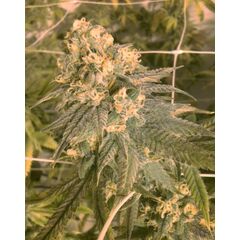 Product_The Cali Connection Mint Milano_Cannadusa_Marketplace_Buy