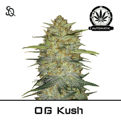 Product_Automatik OG Kush_Cannadusa_Marketplace_Buy