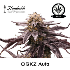 Product_OGKZ Auto - Humboldt Seeds_Cannadusa_Marketplace_Buy