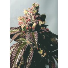 Product_The Cali Connection Passion Berry_Cannadusa_Marketplace_Buy