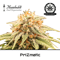 Product_PriZmatic - Humboldt Seeds_Cannadusa_Marketplace_Buy
