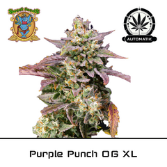 Product_Auto Purple Punch OG XL - Sweet Seeds_Cannadusa_Marketplace_Buy