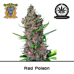 Product_Auto Red Poison – Sweet Seeds_Cannadusa_Marketplace_Buy