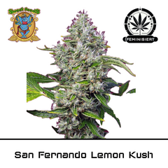Product_San Fernando Lemon Kush – Sweet Seeds_Cannadusa_Marketplace_Buy