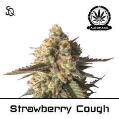 Product_Automatik Strawberry Cough_Cannadusa_Marketplace_Buy