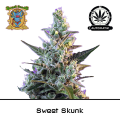 Product_Auto Sweet Skunk - Sweet Seeds_Cannadusa_Marketplace_Buy