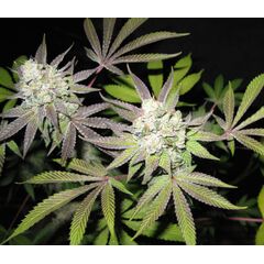 Product_The Cali Connection Tiramisu_Cannadusa_Marketplace_Buy