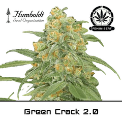 Product_Green Crack 2.0 - Humboldt Seeds_Cannadusa_Marketplace_Buy