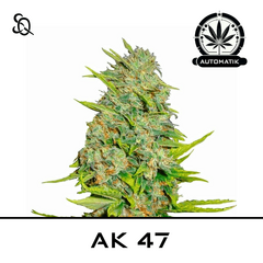 Product_Automatik AK47_Cannadusa_Marketplace_Buy