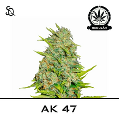 Product_AK 47 Regulär_Cannadusa_Marketplace_Buy