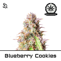Product_Blueberry Cookies_Cannadusa_Marketplace_Buy