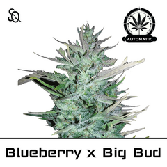Product_Automatik Blueberry x Big Bud_Cannadusa_Marketplace_Buy