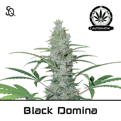 Product_Automatik Black Domina_Cannadusa_Marketplace_Buy