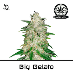 Product_Automatik Big Gelato_Cannadusa_Marketplace_Buy