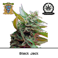 Product_Auto Black Jack – Sweet Seeds_Cannadusa_Marketplace_Buy