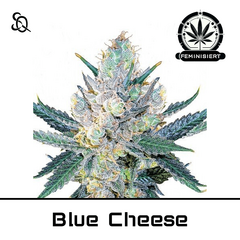 Product_Blue Cheese_Cannadusa_Marketplace_Buy