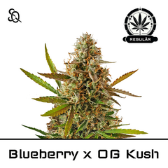 Product_Blueberry x OG Kush Regulär_Cannadusa_Marketplace_Buy
