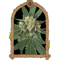 Product_Exotic Seed Blue Monkey_Cannadusa_Marketplace_Buy