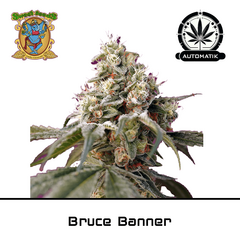 Product_Auto Bruce Banner – Sweet Seeds_Cannadusa_Marketplace_Buy