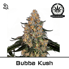 Product_Bubba Kush GWG_Cannadusa_Marketplace_Buy