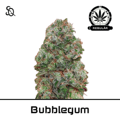 Product_Bubblegum Regulär_Cannadusa_Marketplace_Buy