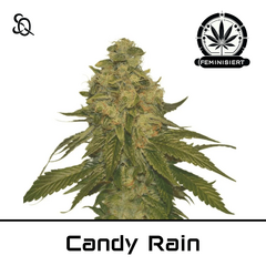 Product_Candy Rain_Cannadusa_Marketplace_Buy