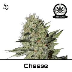 Product_Cheese Regulär_Cannadusa_Marketplace_Buy