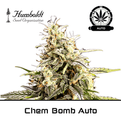 Product_Chem Bomb Auto - Humboldt Seeds_Cannadusa_Marketplace_Buy