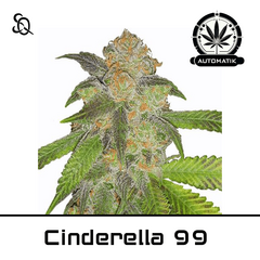 Product_Automatik Cinderella 99_Cannadusa_Marketplace_Buy