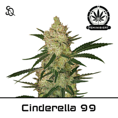 Product_Cinderella 99_Cannadusa_Marketplace_Buy