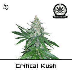 Product_Critical Kush_Cannadusa_Marketplace_Buy