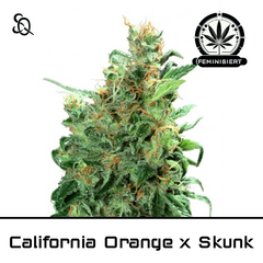 Product_California Orange X Skunk_Cannadusa_Marketplace_Buy